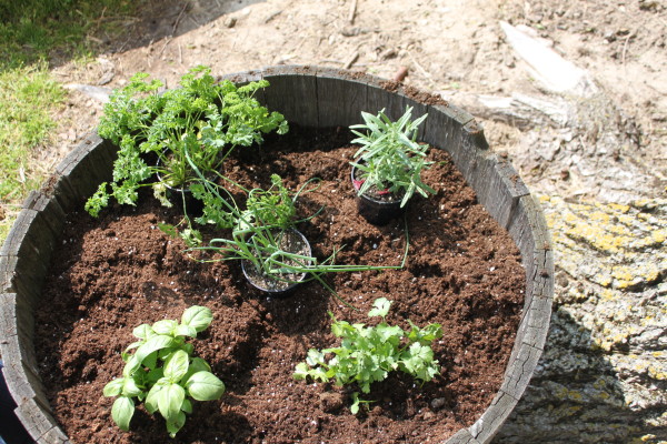 How to Make Herb Garden with Whiskey Barrel